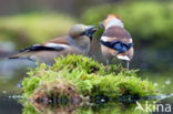 Hawfinch (Coccothraustes coccothraustes)