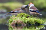 Hawfinch (Coccothraustes coccothraustes)