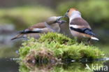 Hawfinch (Coccothraustes coccothraustes)