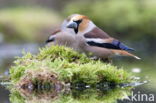 Hawfinch (Coccothraustes coccothraustes)