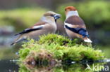 Hawfinch (Coccothraustes coccothraustes)