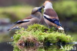 Hawfinch (Coccothraustes coccothraustes)