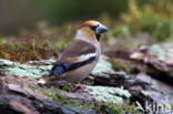 Appelvink (Coccothraustes spec.)