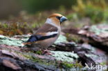 Appelvink (Coccothraustes spec.)