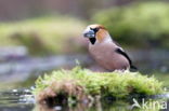 Appelvink (Coccothraustes spec.)