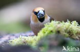 Appelvink (Coccothraustes spec.)