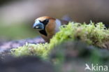 Appelvink (Coccothraustes spec.)