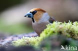 Appelvink (Coccothraustes spec.)