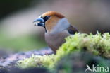 Appelvink (Coccothraustes spec.)