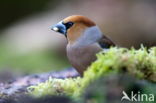 Appelvink (Coccothraustes spec.)