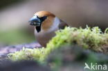 Appelvink (Coccothraustes spec.)