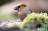 Appelvink (Coccothraustes spec.)