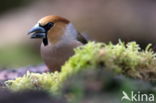 Appelvink (Coccothraustes spec.)