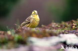 Geelgors (Emberiza citrinella)