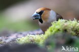 Appelvink (Coccothraustes spec.)