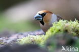 Appelvink (Coccothraustes spec.)