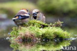 Appelvink (Coccothraustes spec.)