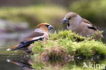 Goldfinch (Coccothraustes spec.)