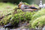 Goldfinch (Coccothraustes spec.)