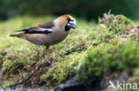 Appelvink (Coccothraustes spec.)