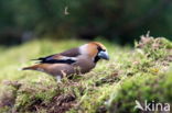 Appelvink (Coccothraustes spec.)