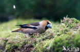 Goldfinch (Coccothraustes spec.)