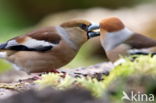 Goldfinch (Coccothraustes spec.)