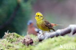 Geelgors (Emberiza citrinella)