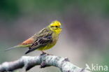 Geelgors (Emberiza citrinella)