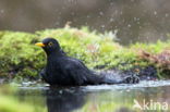 Eurasian Blackbird (Turdus merula)