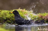 Merel (Turdus merula)