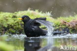 Merel (Turdus merula)