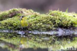 Eurasian Siskin (Carduelis spinus)