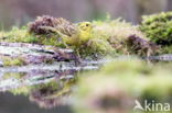 Yellowhammer (Emberiza citrinella)