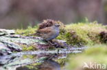 Heggemus (Prunella modularis)