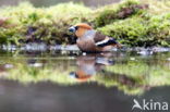 Appelvink (Coccothraustes coccothraustes)