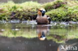 Hawfinch (Coccothraustes coccothraustes)