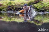 Appelvink (Coccothraustes coccothraustes)