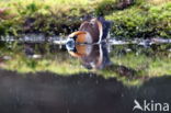 Appelvink (Coccothraustes coccothraustes)