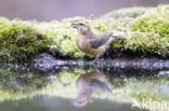 Red Crossbill (Loxia curvirostra)