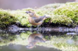 Red Crossbill (Loxia curvirostra)