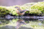 Red Crossbill (Loxia curvirostra)