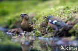 Red Crossbill (Loxia curvirostra)