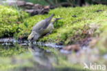 Red Crossbill (Loxia curvirostra)