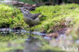 Red Crossbill (Loxia curvirostra)