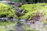 Red Crossbill (Loxia curvirostra)