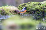 Common Redstart (Phoenicurus phoenicurus)