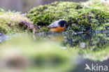 Common Redstart (Phoenicurus phoenicurus)