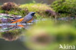 Gekraagde Roodstaart (Phoenicurus phoenicurus)