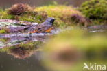 Common Redstart (Phoenicurus phoenicurus)